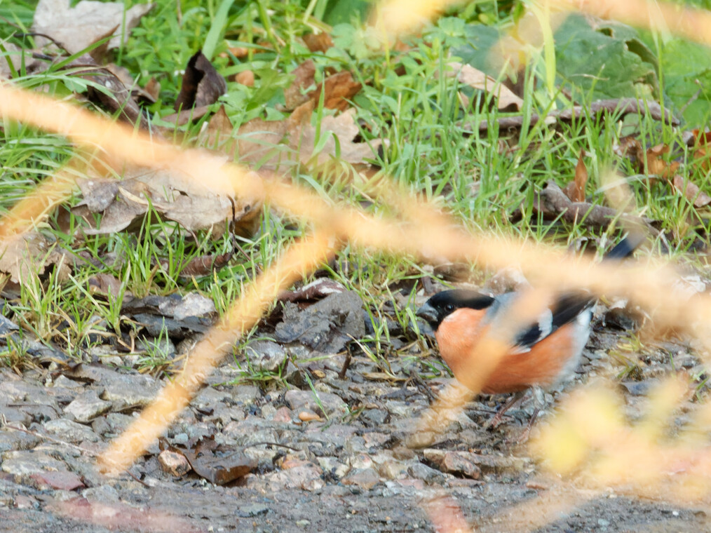 Bullfinch